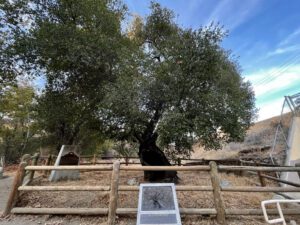 Oak of the Golden Dream Placerita Canyon State Park