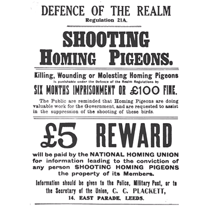 Shooting Homing Pigeons