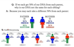 DNA model for siblings with different DNA