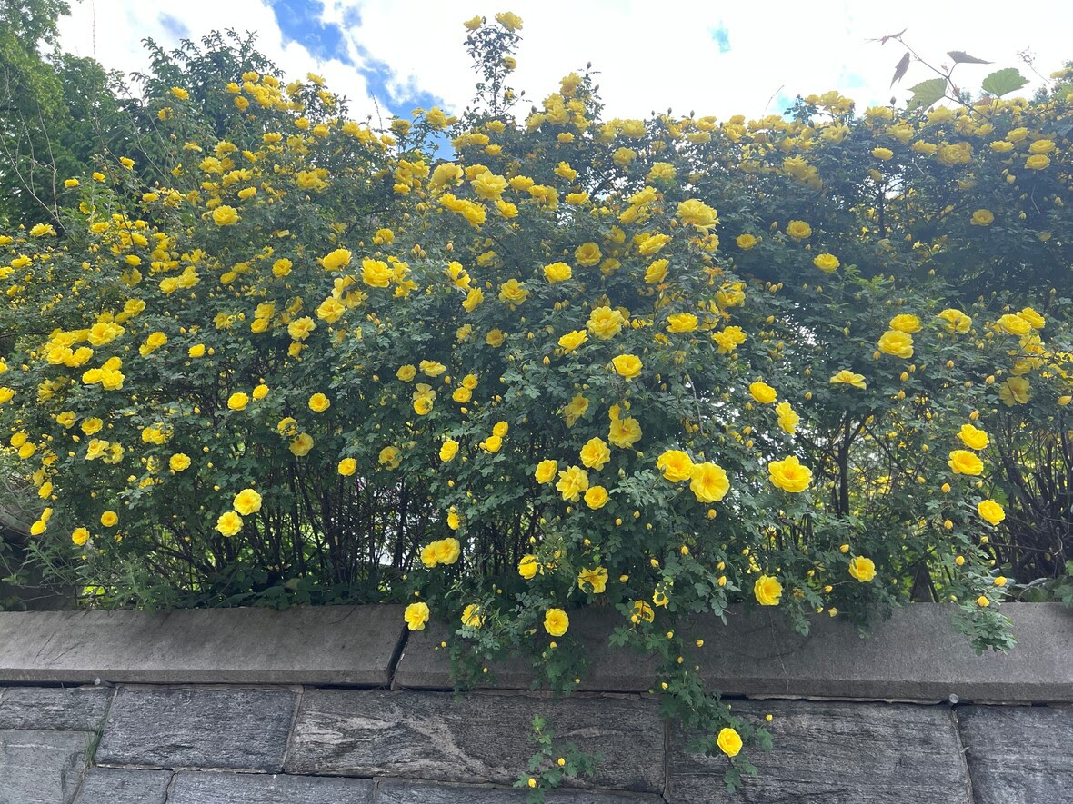 Harison Roses